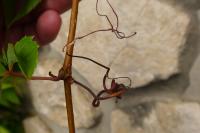 Parthenocissus inserta