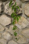 Parthenocissus inserta