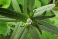 Buglossoides arvensis