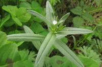 Buglossoides arvensis
