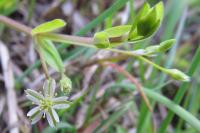 Stellaria alsine