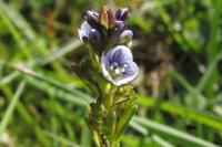 Veronica serpyllifolia