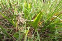Ophioglossum vulgatum