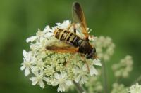 Heracleum sphondylium