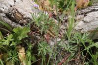 Geranium columbinum