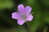 Geranium columbinum