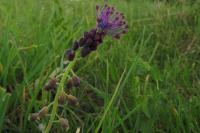 Muscari comosum