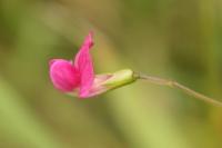 Lathyrus nissolia