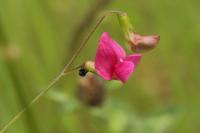 Lathyrus nissolia