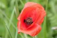 Papaver rhoeas