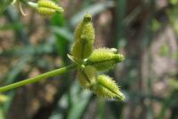 Anthriscus caucalis