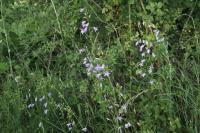 Campanula rapunculus