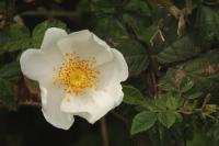 Rosa arvensis