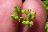 Valerianella locusta