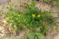 Hypericum humifusum