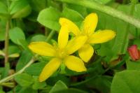 Hypericum humifusum