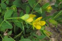 Hypericum humifusum