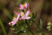 Centaurium erythraea