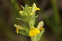 Bellardia viscosa