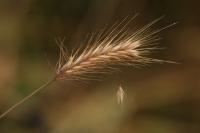 Hordeum secalinum