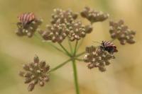 Torilis japonica
