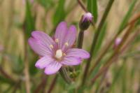 Epilobium tetragonum