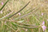 Epilobium tetragonum