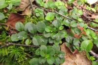 Veronica officinalis