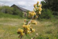 Artemisia vulgaris