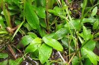 Potamogeton polygonifolius