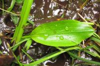Potamogeton polygonifolius