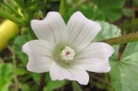 Malva neglecta