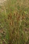 Juncus tenuis