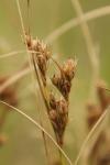 Juncus tenuis