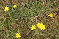 Leontodon saxatilis