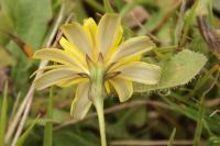 Leontodon saxatilis