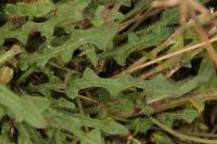 Leontodon saxatilis