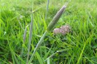 Alopecurus pratensis