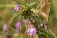 Galeopsis angustifolia