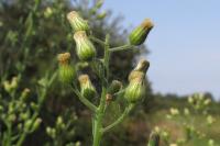 Erigeron sumatrensis