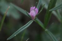 Misopates orontium