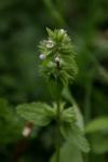Stachys arvensis
