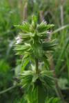 Stachys arvensis