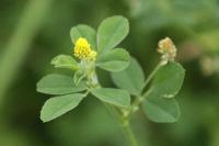 Medicago lupulina