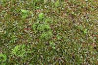 Ludwigia palustris