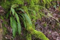 Struthiopteris spicant