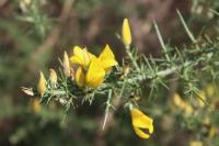 Ulex europaeus