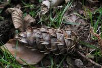 Pseudotsuga menziesii