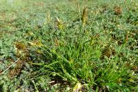 Carex halleriana