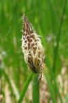 Eleocharis palustris